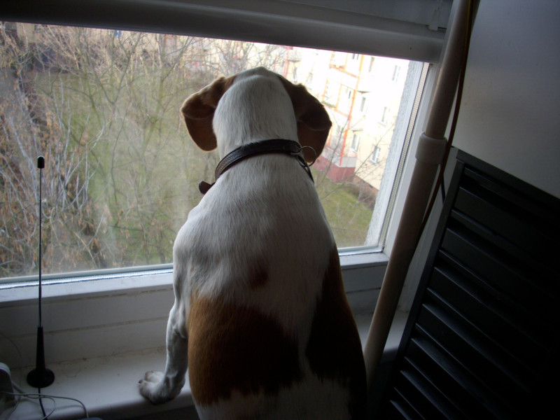 Fido049m
