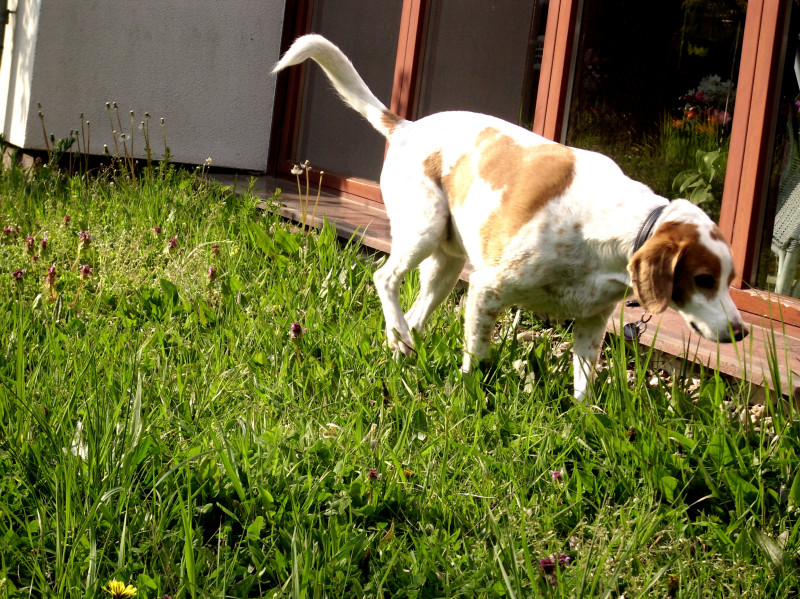 Fido088m