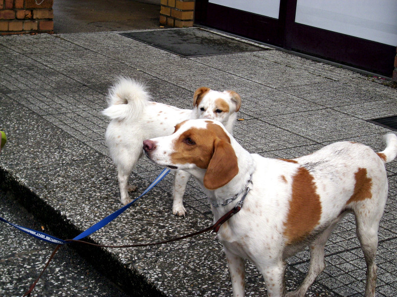 Hundeschule130310014m