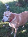 trudy-1