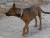 filou-1